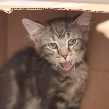 Scarab *ringworm* -  Domestic Medium Hair Cat for Adoption in Philadelphia, Pennsylvania - Scarab *ringworm* | PetCurious