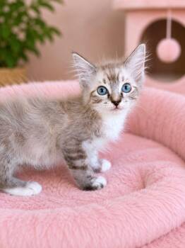 Kaylee Napa -  Siamese Cat for Adoption in Napa, California - Kaylee Napa | PetCurious