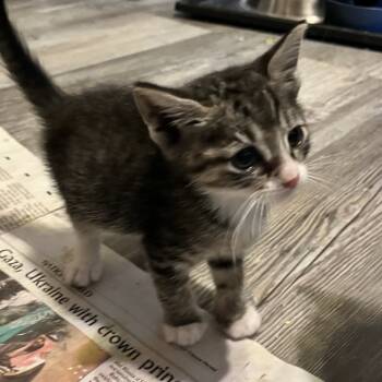 Rescue Domestic Medium Hair Cats for Adoption in Volcano, Hawaii - Dory (COH-A-64912) | PetCurious