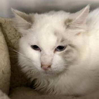 Domestic Medium Hair Cats Available for Adoption - Ashley | PetCurious