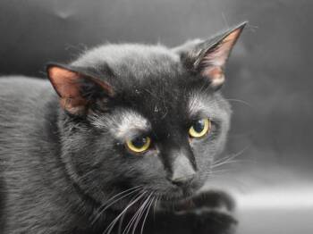 Tabasco -  Domestic Short Hair Cat for Adoption in Portland, Oregon - Tabasco | PetCurious