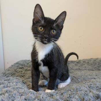 Saja -  Domestic Short Hair Cat for Adoption in Bloomington, Illinois - Saja | PetCurious