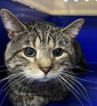 Domestic Short Hair Cats Available for Adoption in Des Moines, Iowa - Badger | PetCurious