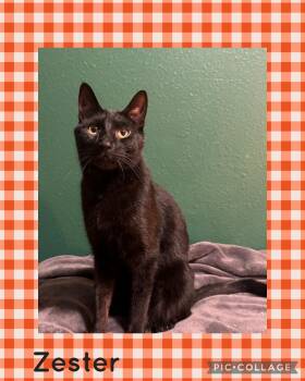 Domestic Short Hair Cats Available for Adoption in Newberg, Oregon - Zester | PetCurious