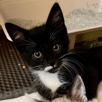 Rescue Domestic Short Hair Cats for Adoption in North Canton, Ohio - Rush | PetCurious