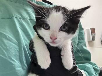 Domestic Short Hair Cats Available for Adoption in Pueblo, Colorado - WHOOPIE PIE | PetCurious