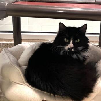 Domestic Short Hair Cats Available for Adoption in Methuen, Massachusetts - PHILLY | PetCurious