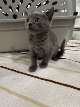 Jane -  Domestic Short Hair Cat for Adoption in Brookings, Oregon - Jane | PetCurious