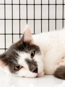 Rescue Domestic Short Hair Cats for Adoption in Carrollton, Texas - Prince Poppy | PetCurious
