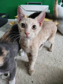 Miles -  Domestic Short Hair Cat for Adoption in Washington Township, New Jersey - Miles | PetCurious
