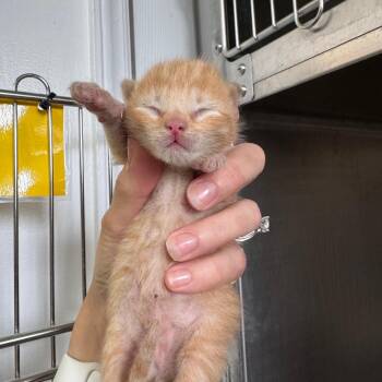 Zico -  American Shorthair Cat for Adoption in Asheville, North Carolina - Zico | PetCurious