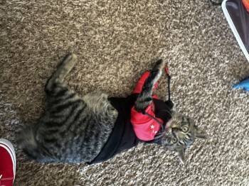 Ruger -  Tabby Cat Available for Adoption in Bremerton, Washington - Ruger | PetCurious