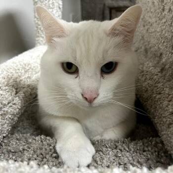 Domestic Short Hair and Turkish Van Cats Available for Adoption - Doppler | PetCurious