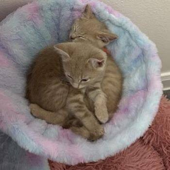 Domestic Short Hair Cats Available for Adoption in Austin, Texas - Kerchief 7 | PetCurious