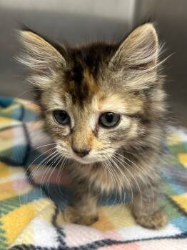 Rescue Domestic Medium Hair Cats for Adoption in Hartsville, South Carolina - Clarabelle | PetCurious