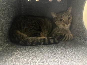 VANESSA IN THE BARN -  Domestic Short Hair Cat for Adoption in Pueblo, Colorado - VANESSA IN THE BARN | PetCurious