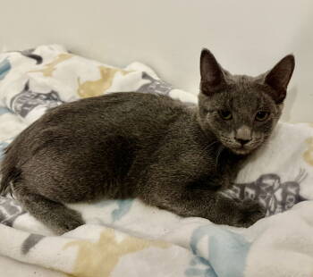 Rescue Domestic Short Hair Cats for Adoption in Oviedo, Florida - Cloudy | PetCurious