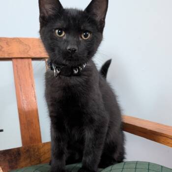 Rescue Domestic Short Hair Cats for Adoption in Abbeville, South Carolina - 1256 Pete | PetCurious