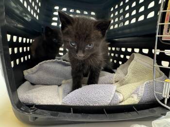 Roblox -  Domestic Short Hair Cat for Adoption in Raleigh, North Carolina - Roblox | PetCurious