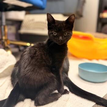 Domestic Short Hair Cats Available for Adoption in Delaware, Ohio - Snowboard | PetCurious
