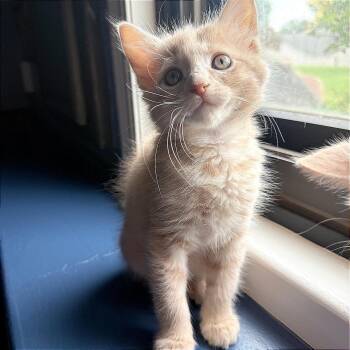 Inferno -  Domestic Short Hair Cat for Adoption in Wichita, Kansas - Inferno | PetCurious