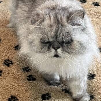 Persian Cats Available for Adoption in Belle Isle, Florida - Beautiful And Rambi | PetCurious