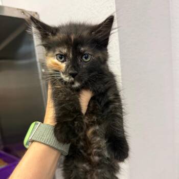 0431-c26 -  Domestic Short Hair Cat Available for Adoption in Port Charlotte, Florida - 0431-c26 | PetCurious