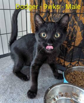 Dodger -  Domestic Short Hair Cat for Adoption in Seven Valleys, Pennsylvania - Dodger | PetCurious