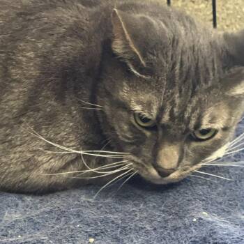 Rescue Domestic Short Hair Cats for Adoption in Graham, Washington - GROOT | PetCurious