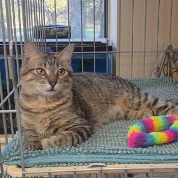 Domestic Short Hair Cats Available for Adoption in Kerrville, Texas - Meadow | PetCurious
