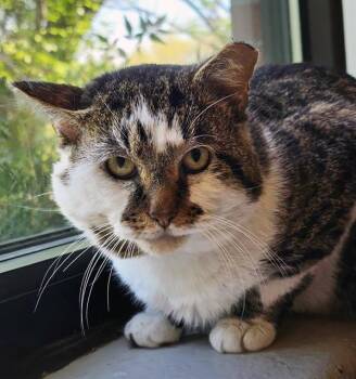 Domestic Short Hair Cats Available for Adoption - JRR Tolkitten | PetCurious