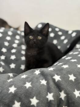 Rescue Domestic Short Hair Cats for Adoption in Jurupa Valley, California - Zach | PetCurious