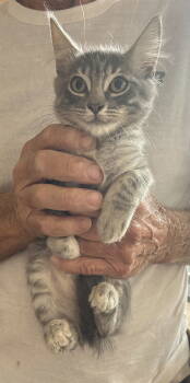 Rescue Tabby and Domestic Medium Hair Cats for Adoption in Vacaville, California - Pudge | PetCurious