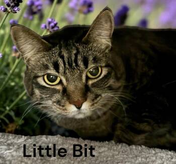 Tabby Cats Available for Adoption - Little Bit | PetCurious