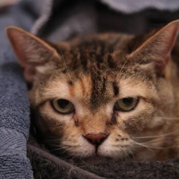 Monkey -  Domestic Short Hair and Mixed Breed Cat for Adoption in Philadelphia, Pennsylvania - Monkey | PetCurious
