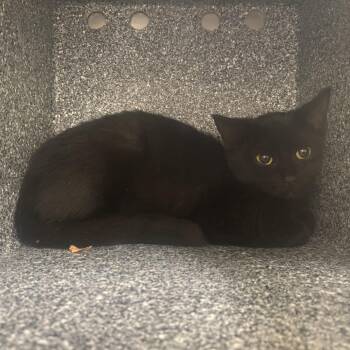 Rescue Domestic Short Hair Cats for Adoption in Auburn, Alabama - Florence | PetCurious