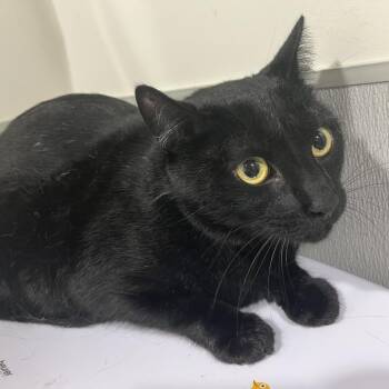 Domestic Short Hair Cats Available for Adoption - Walley | PetCurious