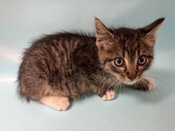 Mowgli -  Domestic Short Hair Cat for Adoption in Woodbury, Minnesota - Mowgli | PetCurious