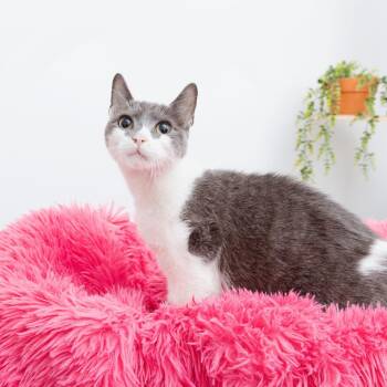 Otto Rocket -  Domestic Short Hair Cat for Adoption in Los Angeles, California - Otto Rocket | PetCurious
