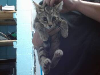 BORG -  Domestic Short Hair Cat for Adoption in Albuquerque, New Mexico - BORG | PetCurious