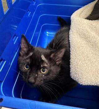 CHIP -  Domestic Short Hair Cat for Adoption in Ontario, California - CHIP | PetCurious