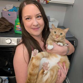 Rescue Domestic Short Hair Cats for Adoption in Lazy Lake, Florida - Boots | PetCurious