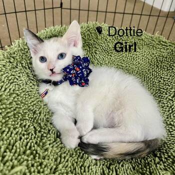 Dottie Argo -  Domestic Short Hair Cat for Adoption in Eagle Mountain, Utah - Dottie Argo | PetCurious