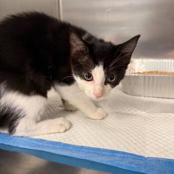 Horcrux -  Domestic Short Hair Cat for Adoption in Greensboro, North Carolina - Horcrux | PetCurious