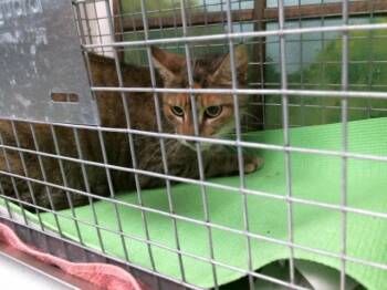 A2086830 -  Domestic Short Hair Cat for Adoption in Houston, Texas - A2086830 | PetCurious