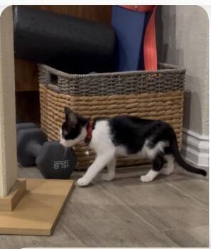 Domestic Short Hair Cats Available for Adoption in Dallas, Texas - Antonio | PetCurious