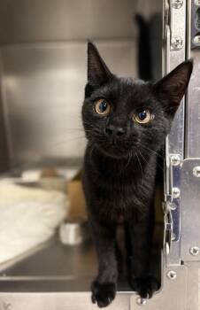 RINGO -  Domestic Short Hair Cat for Adoption in Sandusky, Ohio - RINGO | PetCurious