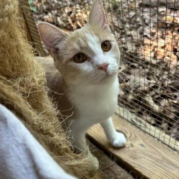Lily -  Domestic Short Hair Cat Available for Adoption in Alexandria, Virginia - Lily | PetCurious