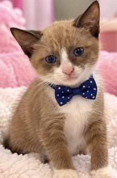 SNICKERS -  Siamese Cat for Adoption in Margate, Florida - SNICKERS | PetCurious