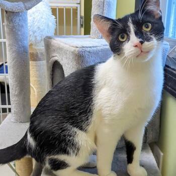 Rescue Domestic Short Hair Cats for Adoption in West Jefferson, Ohio - Calvin | PetCurious